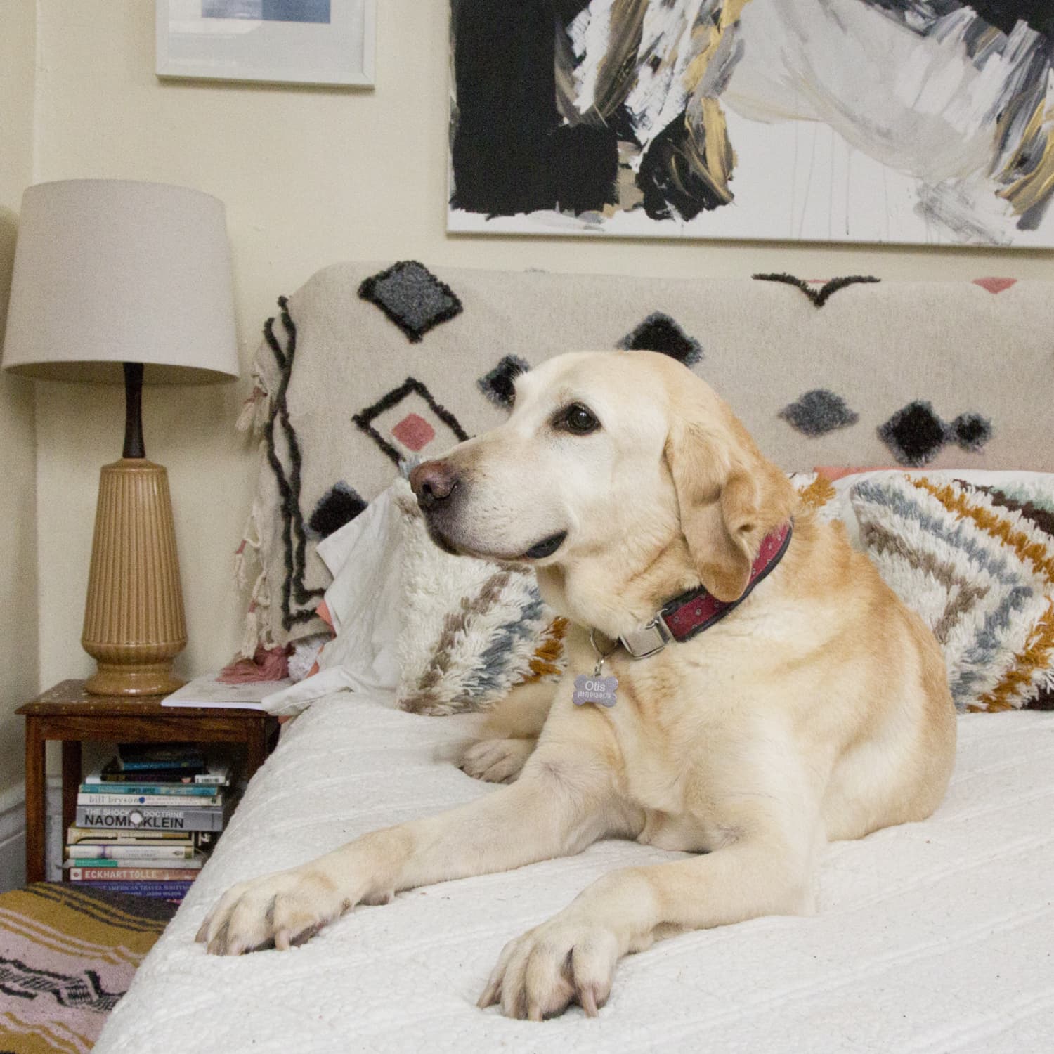Labrador retriever apartment hotsell
